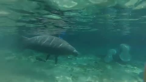 Swimming with Florida manatees | Swimming | Florida