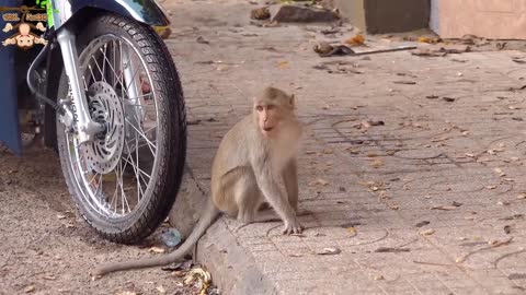 4K Quality Animal Footage - Monkeys Beautiful Scenes Episode 12 _ Viral Monkey