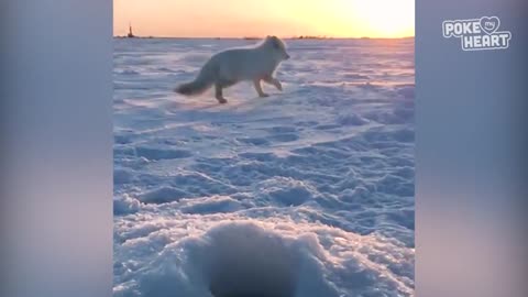 Baby Arctic Fox Steals Mans Fish