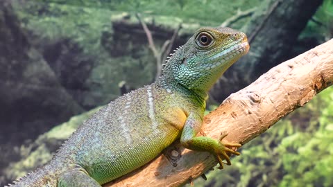 Water Dragon Lizard Chinese free stock video.