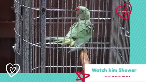 Meet Cheeko! The Alexandrine parrot have fun