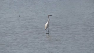 429 - Young Egret Learns To Fish