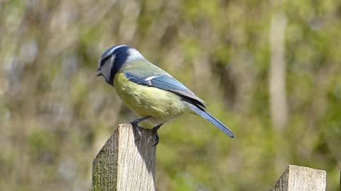 Blue Tit Song Bird Bird