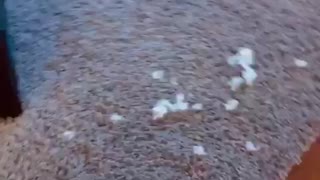 Cane corso puppy destroys toy