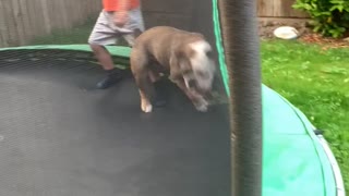 Bulldog Bounces on Trampoline