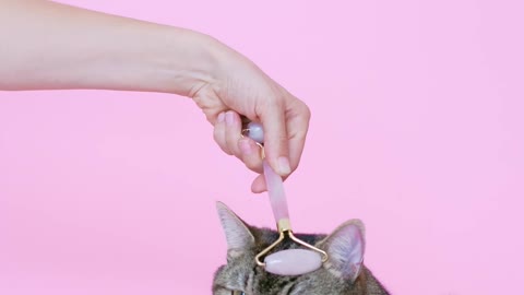 Person Massaging a Cat With a Facial Roller