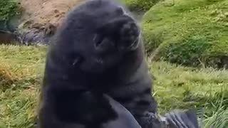Baby seal still trying to master sitting up and napping
