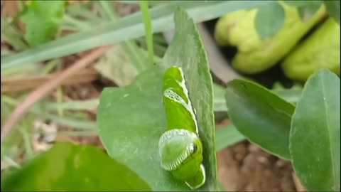 the beauty of green caterpillars