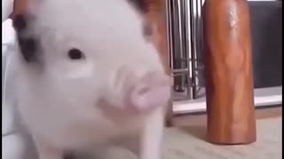 Funny dancing pig