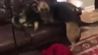 Two German Sheppherds Wrestling on The Furniture