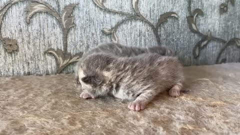 Will a cat adopt kittens that has lost her newborn kittens