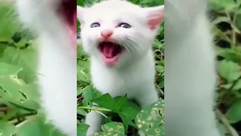 Cute cat meowing😍🥰