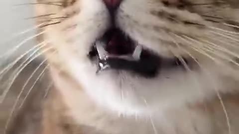 Kitten meowing to attract cats