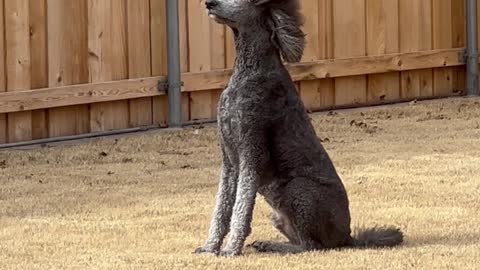 Poodle Poses Majestically in the Wind