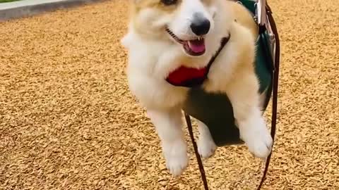 Corgi Takes a Ride on a Swing