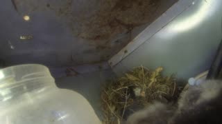 birds growing up in nest
