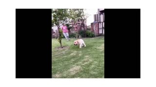 22M views: New Funny Animals 😂 Funniest Cats and Dogs Videos 😺🐶