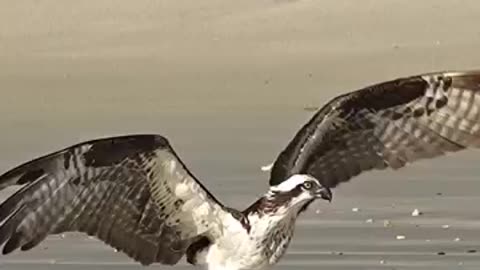 Beautiful female Osprey finds a huge fish thats washed ashore. Can she get it