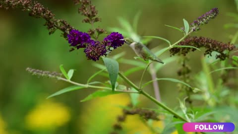 HUMMER GOING FROM FLOWER TO FLOWER