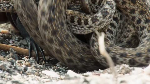 Iguana chased by killer snakes | Planet Earth II: Islands