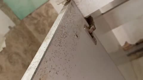 DDD Robak - dezynsekcja prusaki , karaluchy