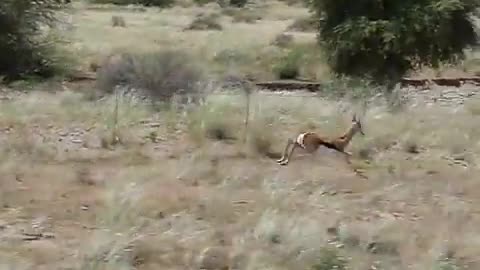 Springbuck race in Namibia