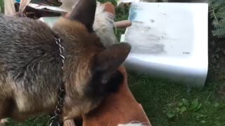 Dog Wary of Rocking Horse