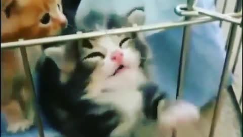 funny cat video 4