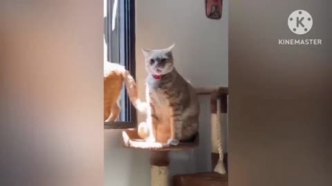 Funny cat clips 😂😂