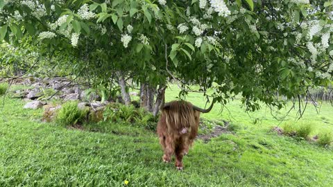 Old highland cattle cow eating bird cherry leaves