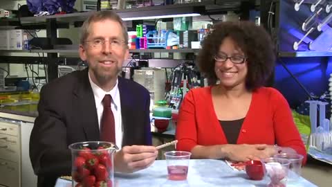 How to extract DNA from strawberries National Human Genome Research Institute