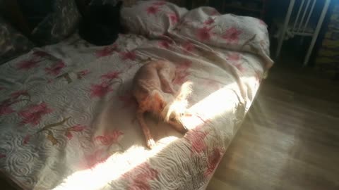 Little Dogs Resting in the Sun / Chinese Crested and Chernysh Boy