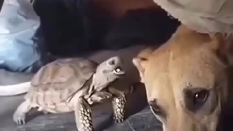 Annoying Turtle