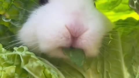 hare eating lettuce🐰💞
