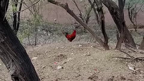 Beautiful rooster