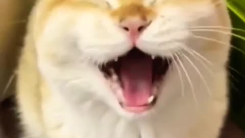 Funny cat - Cuteness overload