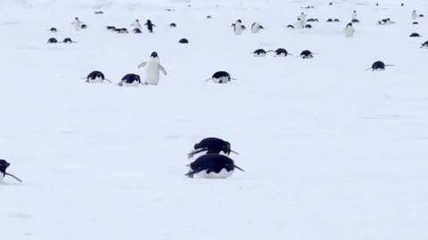 Adélie penguins tobogganing and waddling on the sea ice 🐧🐧
