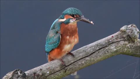 IJsvogel met grote vis bij Diependal lucky