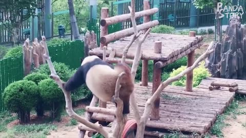 Funny Panda