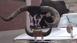 Nebraska Pull Over Bull In The Passenger Seat Of A Car In FUNNY Moment