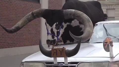 Nebraska Pull Over Bull In The Passenger Seat Of A Car In FUNNY Moment