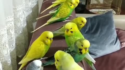 A group of lovebirds standing on the sofa in the house beautifully and singing