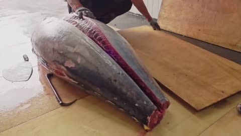 Amazing skill 500 pound giant bluefin tuna cutting Master