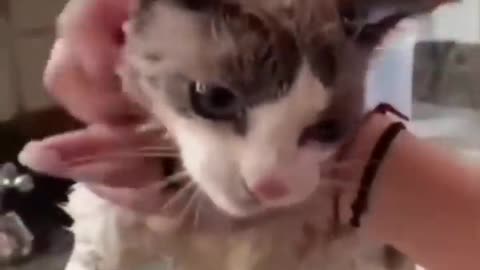 Watch These Disgruntled Cats Get the Most Unusual Beauty Treatment!