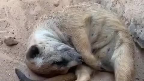 Tired Meerkat 🥱