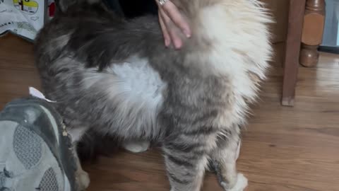 Abandoned 2 Year Old Cat Found Living Under House!