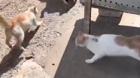 Angry cat with baby dogs