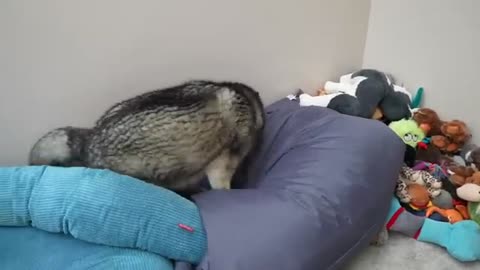 Husky STOMPS Paws & RUNS Off Angrily to Hide!