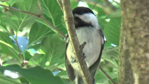 Chickadee