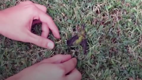 Hummingbird Stuck In Gum Rescued by Kind Family | The Dodo